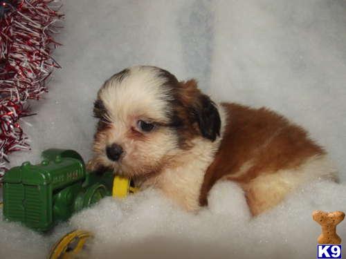 Lhasa Apso Puppies
